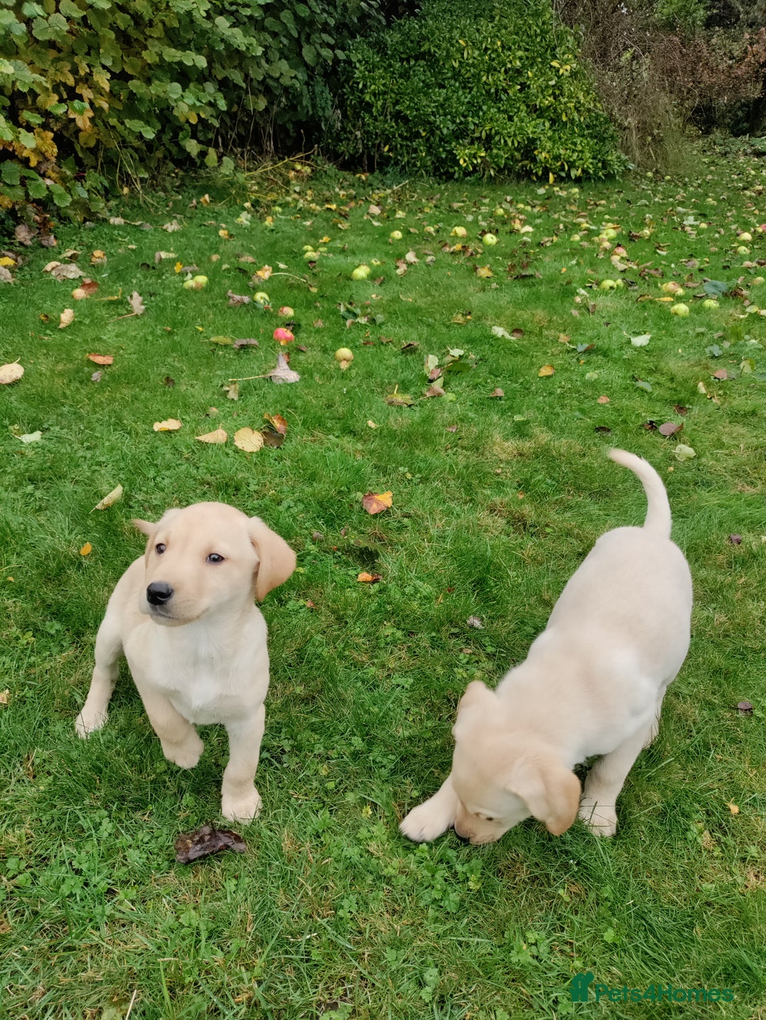Labrador Retriever dogs for sale: Labrador pups for sale  - Image 8