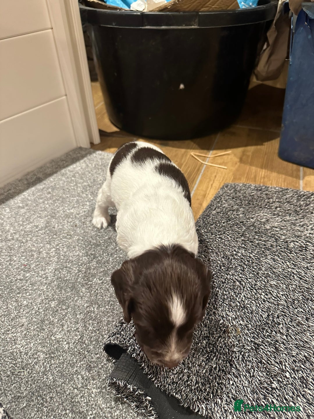 English Springer Spaniel dogs for sale: Gorgeous working English Springer Spaniel Puppies - Image 10