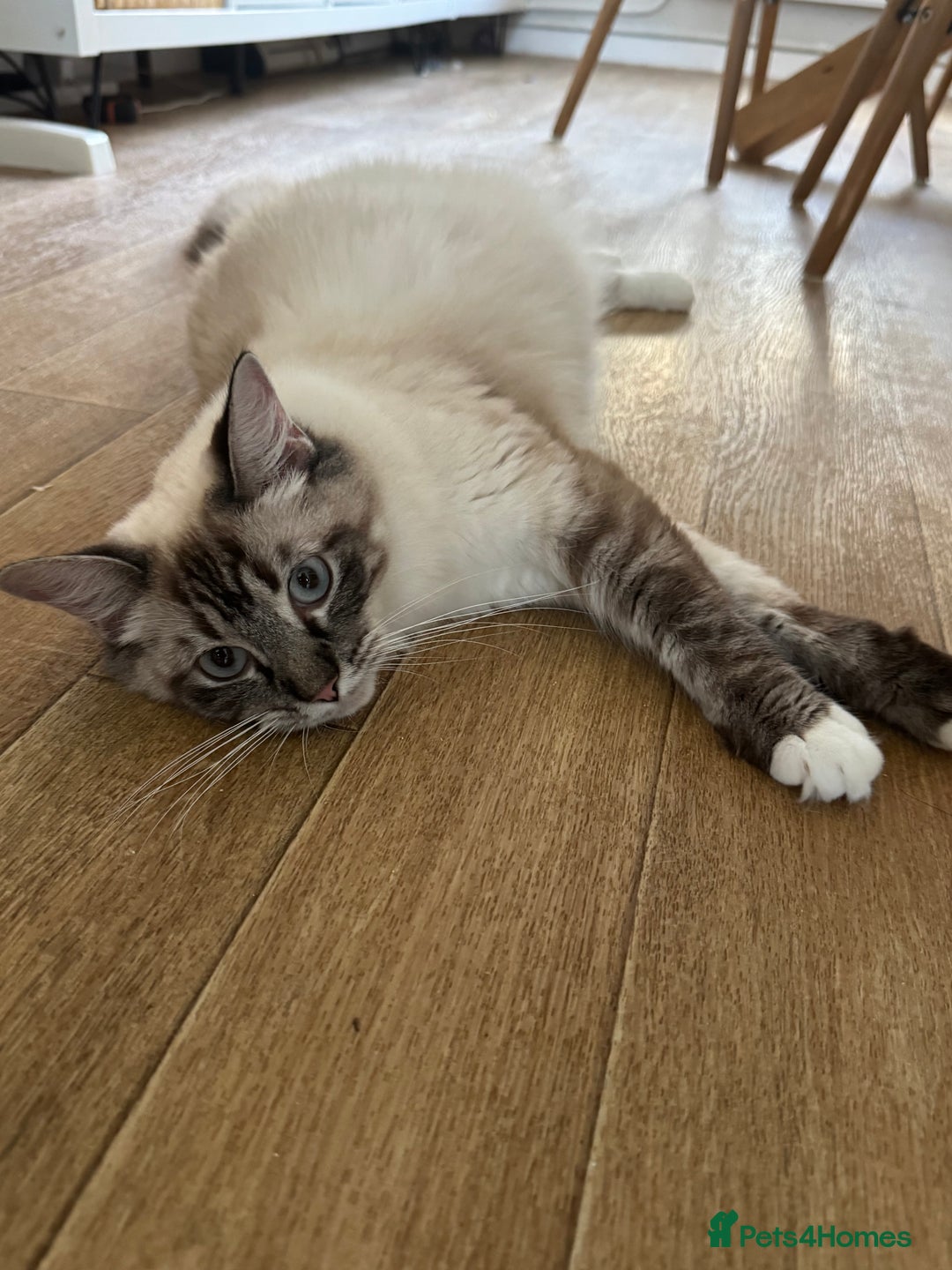 Ragcoon cats for sale: Gorgeous Mainecoon x Ragdoll kittens  - Image 17