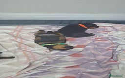 Rottweiler dogs for sale: Rottweiler puppies - Image 6