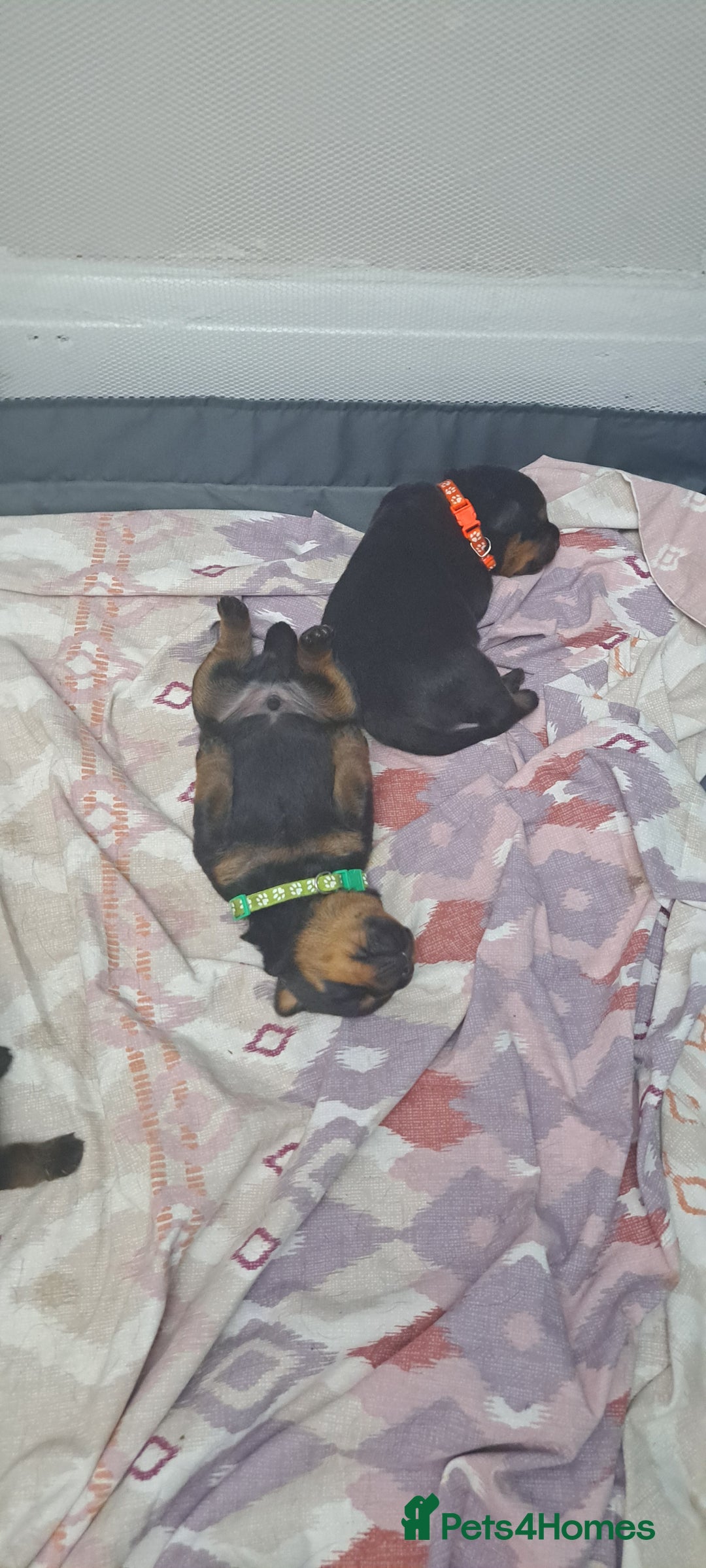 Rottweiler dogs for sale: Rottweiler puppies - Image 6