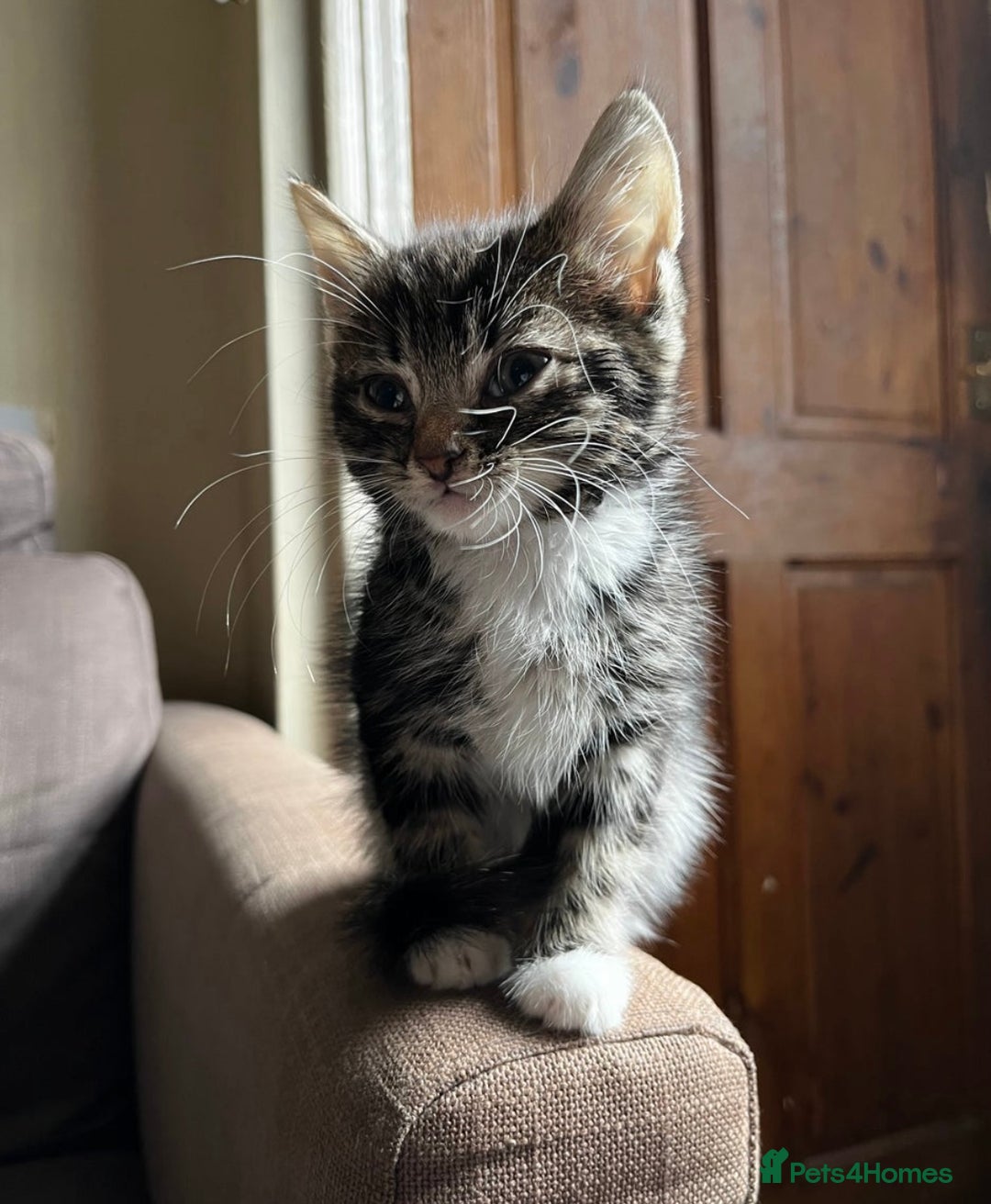 Domestic Shorthair cats for sale: Beautiful kittens for sale £50 each - Image 7