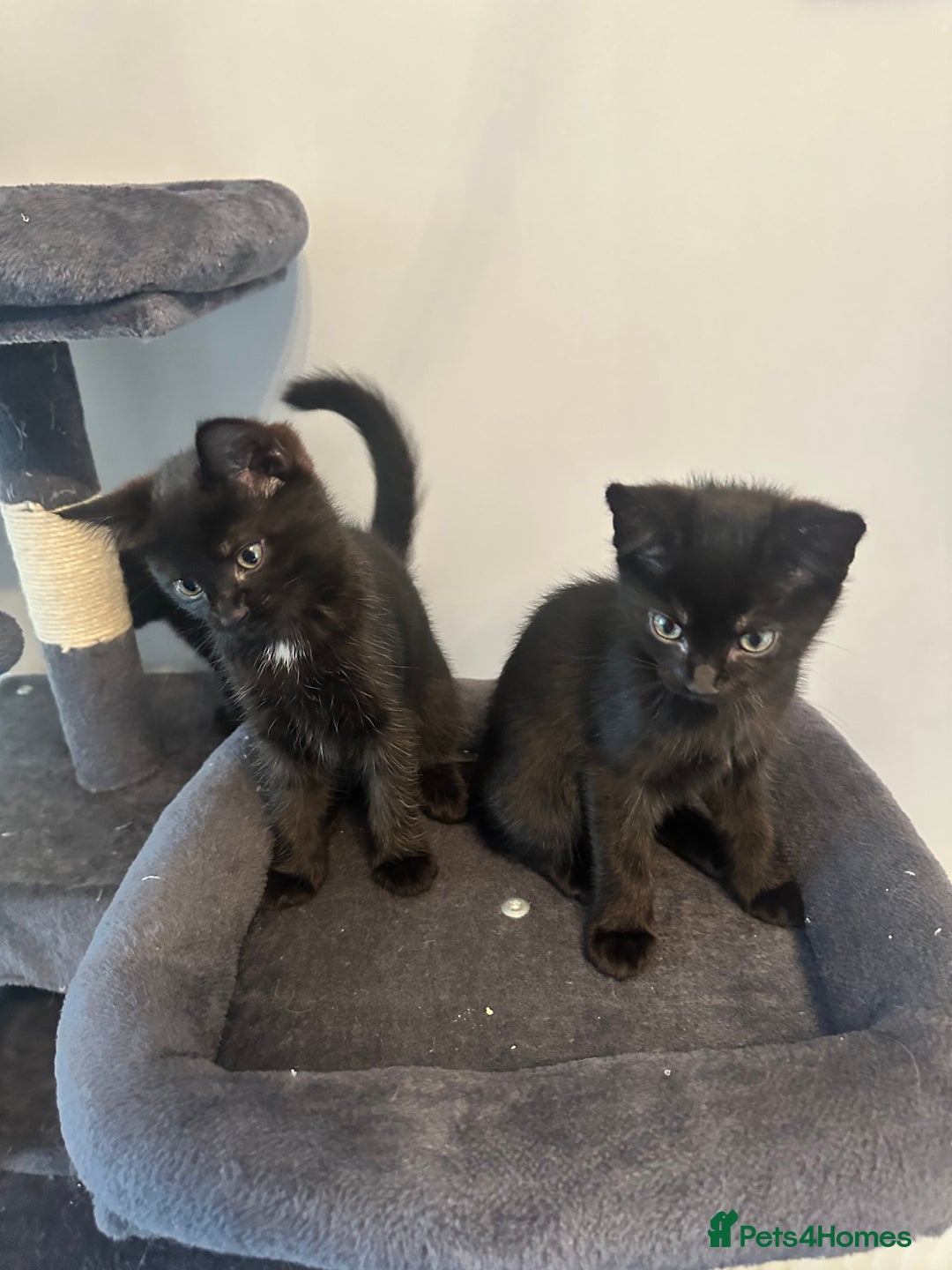 Mixed Breed cats for sale: Mixed breed kittens.  - Image 3