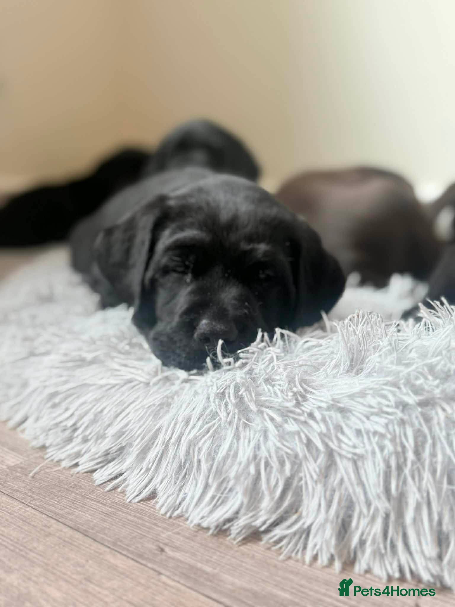 Labrador Retriever dogs Last Pedigree black boy Labrador available  - Advert 7