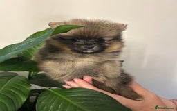 Pomeranian dogs for sale: Kc reg. Show quality 3 Pomeranian girls - Image 8