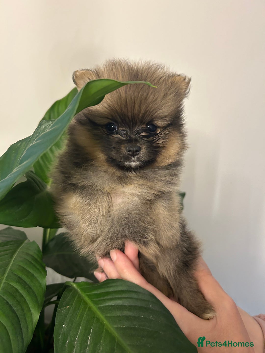 Pomeranian dogs for sale: Kc reg. Show quality 3 Pomeranian girls - Image 8