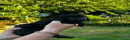 Cockapoo dogs for sale: Cockapoo .. Gorgeous jet black cockapoo puppies. - Advert 9