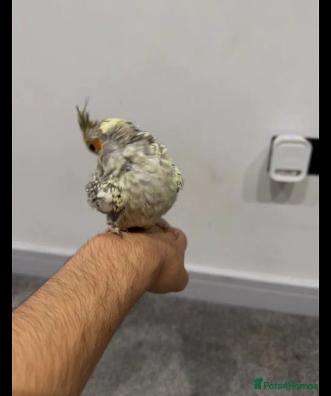 Cockatiels birds for sale: Cockatiel in Reading - Advert 1