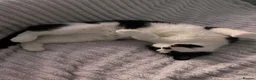 Domestic Shorthair cats for sale: Cat with behavioural issues  - Advert 6