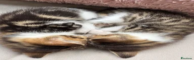 White and tabby 