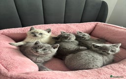 British Shorthair cats for sale: British shorthair kittens - Image 3
