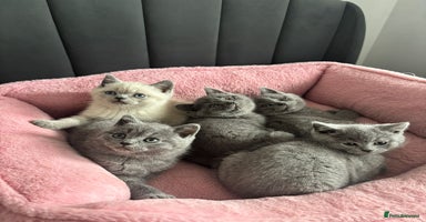 British Shorthair cats - Advert 14