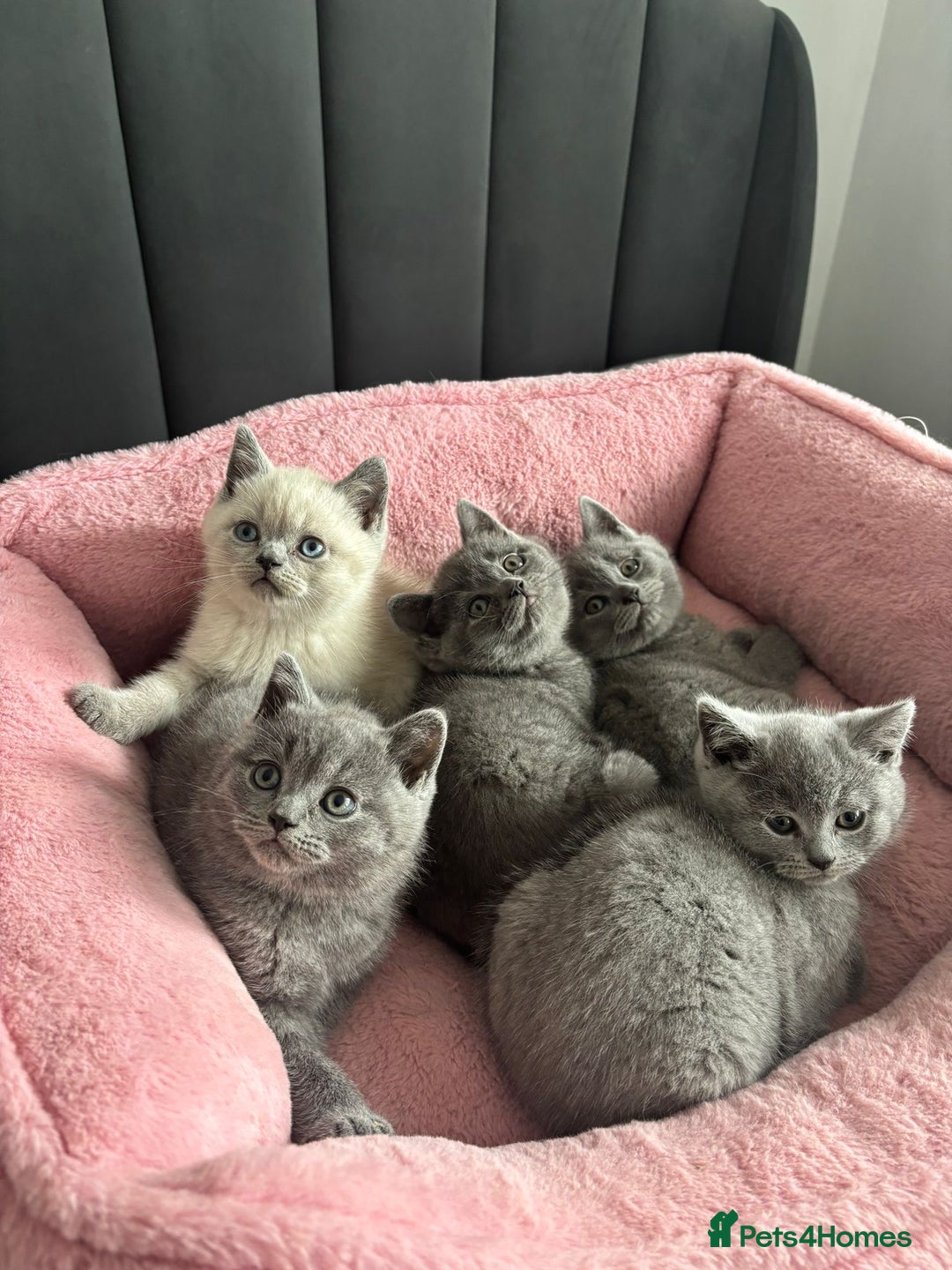 British Shorthair cats for sale: British shorthair kittens - Image 3
