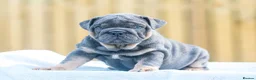 English Bulldog dogs for sale: Ready to leave ENGLISH BULLDOG PUPPIES  in Castleford - Advert 9