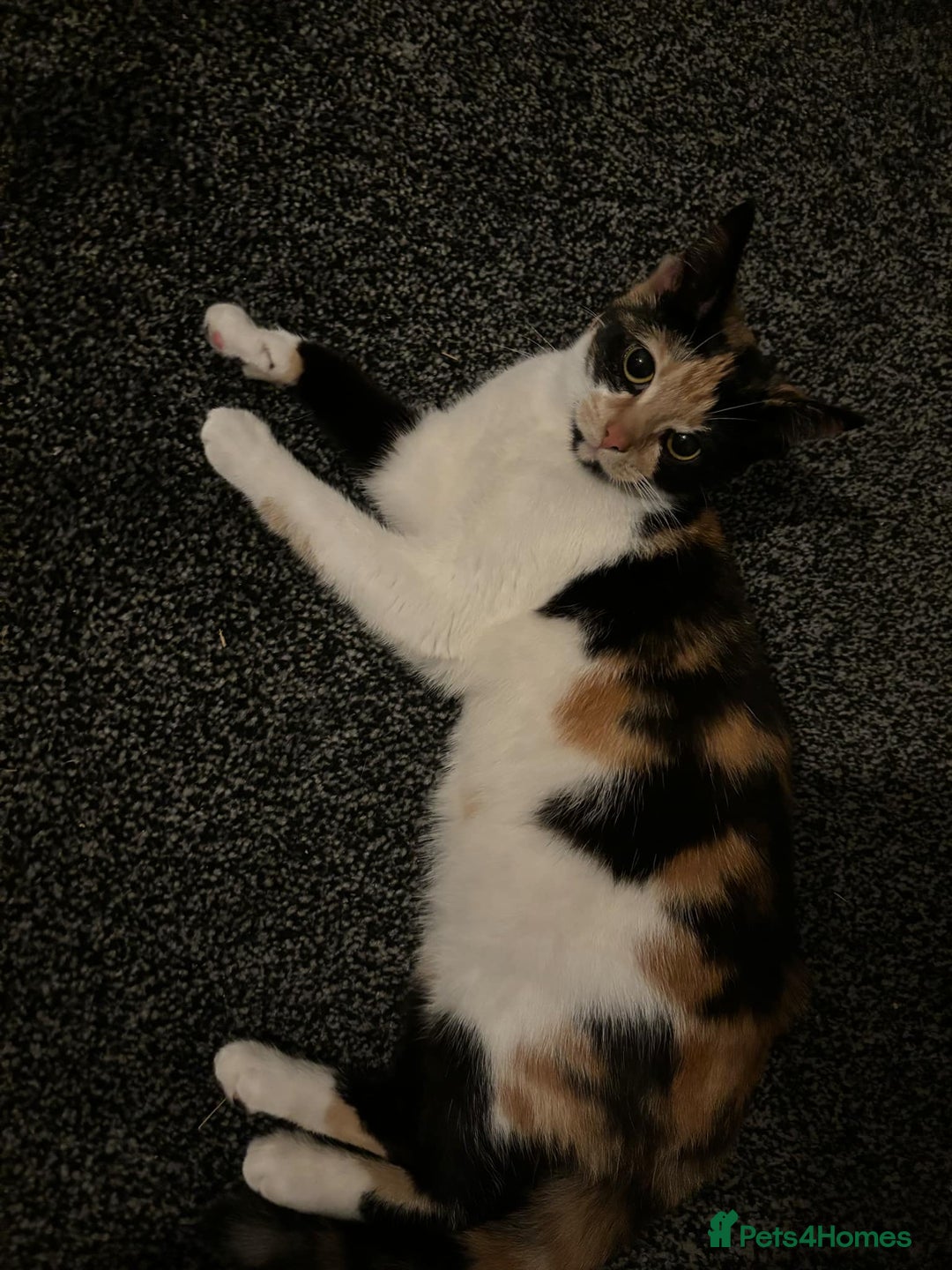 Mixed Breed cats for sale: 2 female cats 1 year  - Image 2