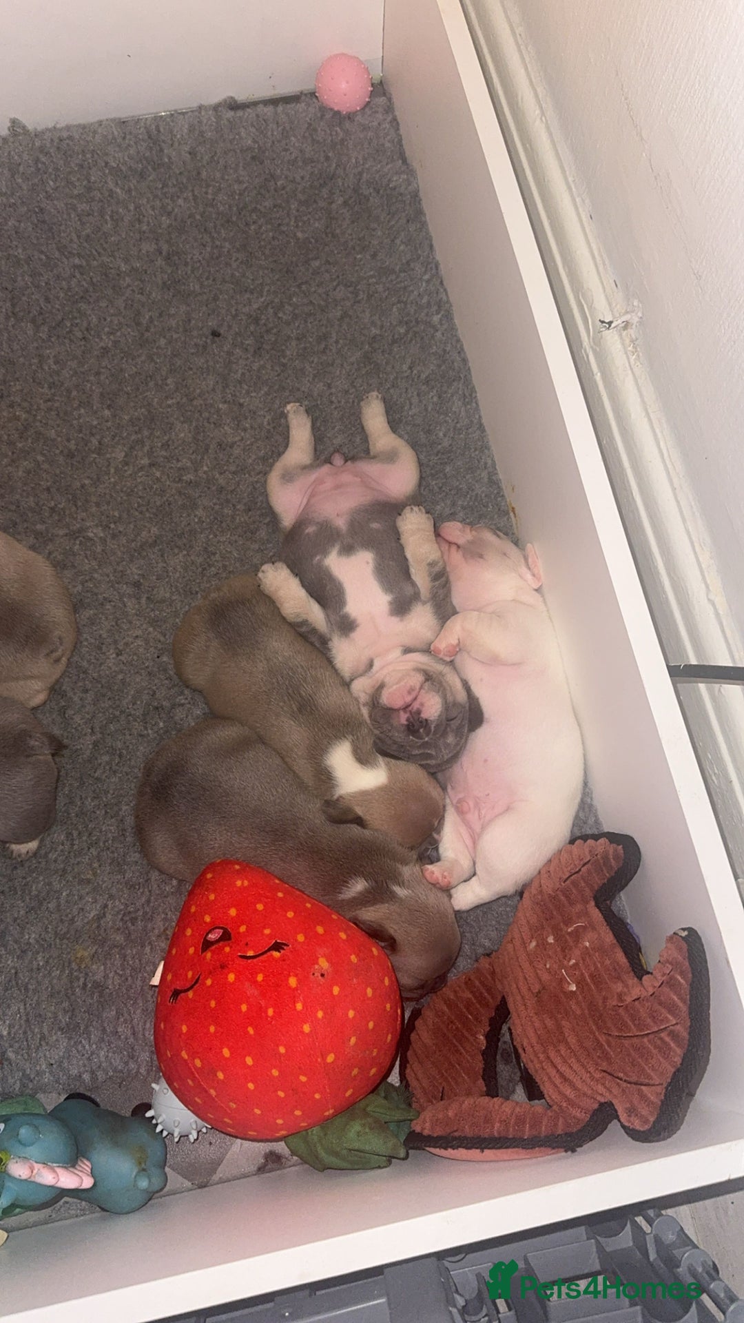 French Bulldog dogs for sale: 🐾✨ Adorable Frenchies ready now ✨ 🐾 DWKC  - Advert 9