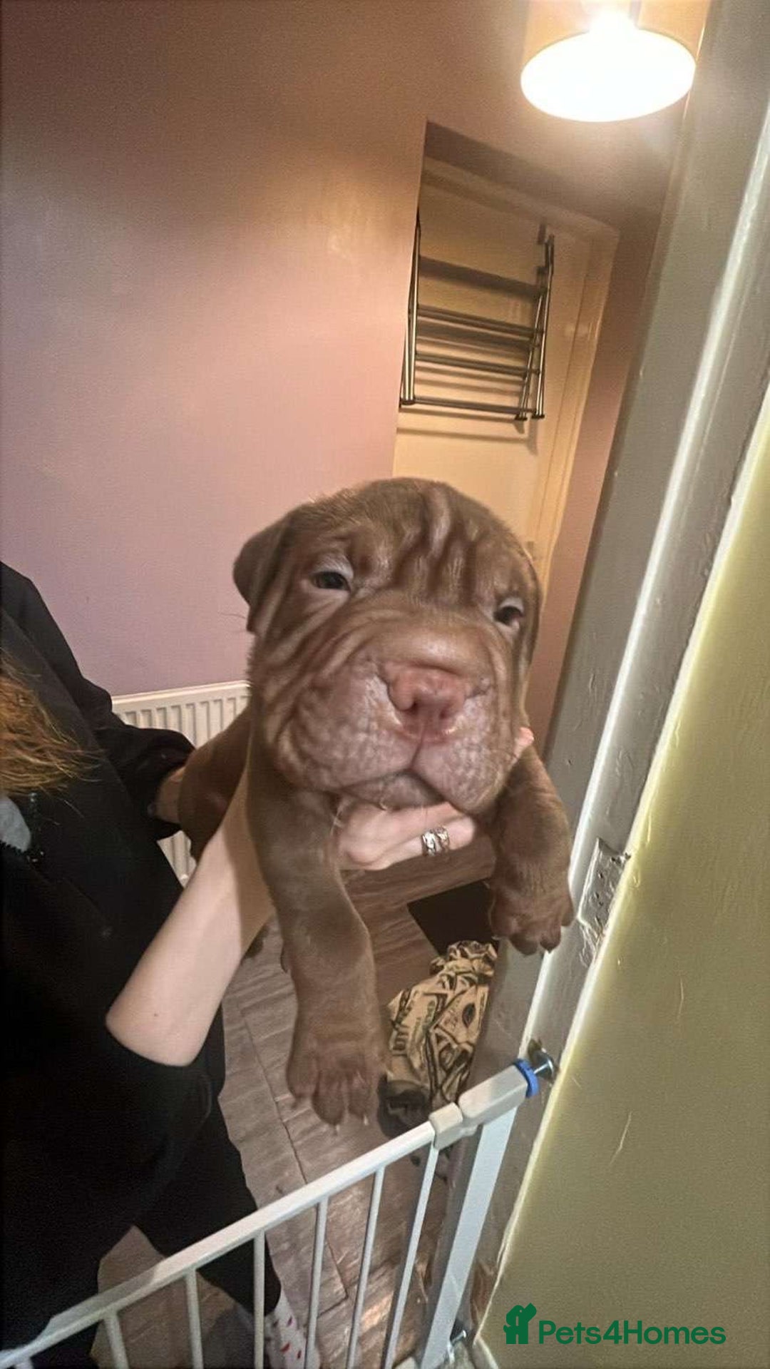 Mixed Breed dogs for sale: Bullpei puppies  - Advert 3
