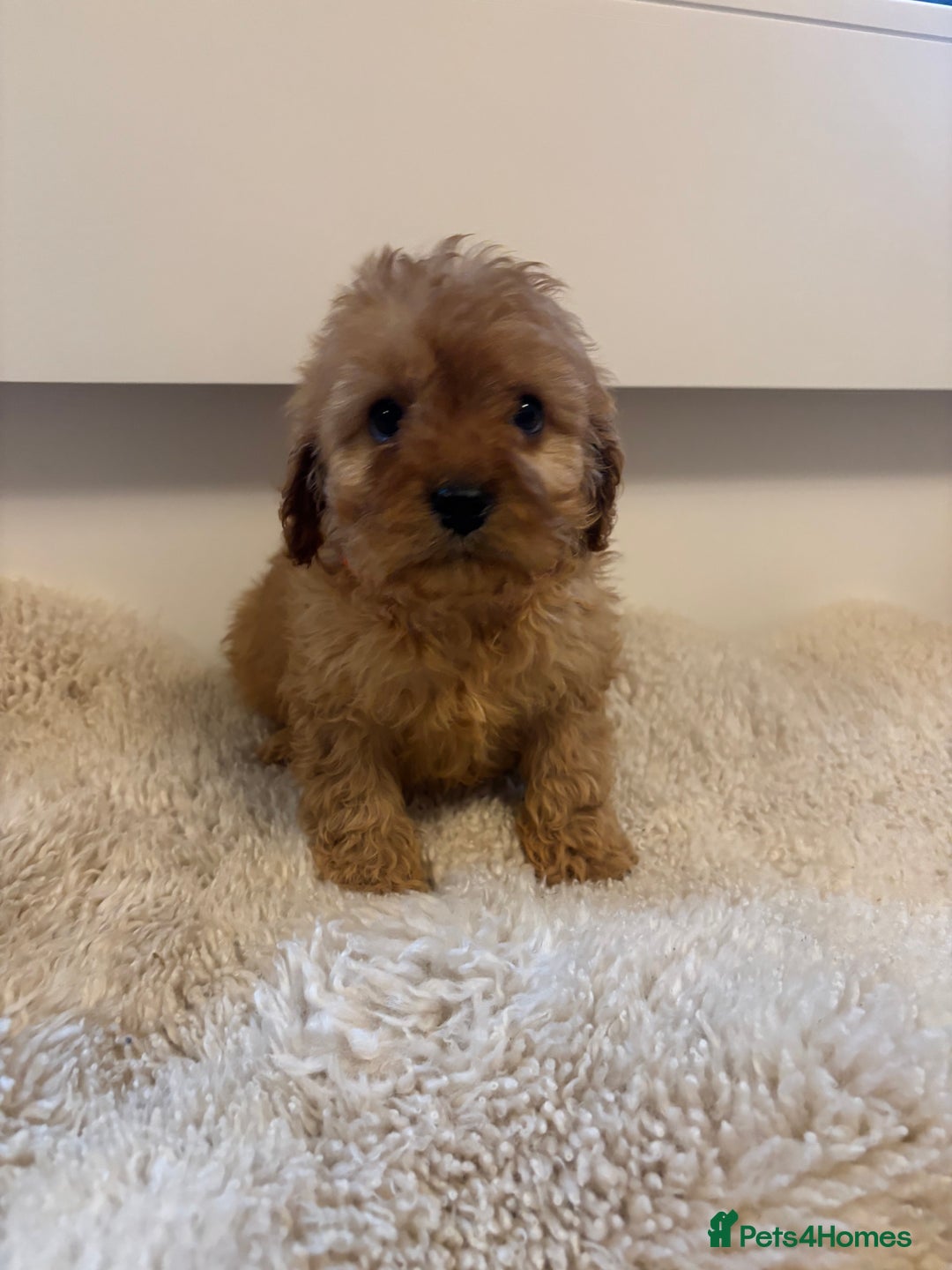 Cavapoo dogs for sale: Beautiful Red Cavapoo puppies for sale  - Advert 9
