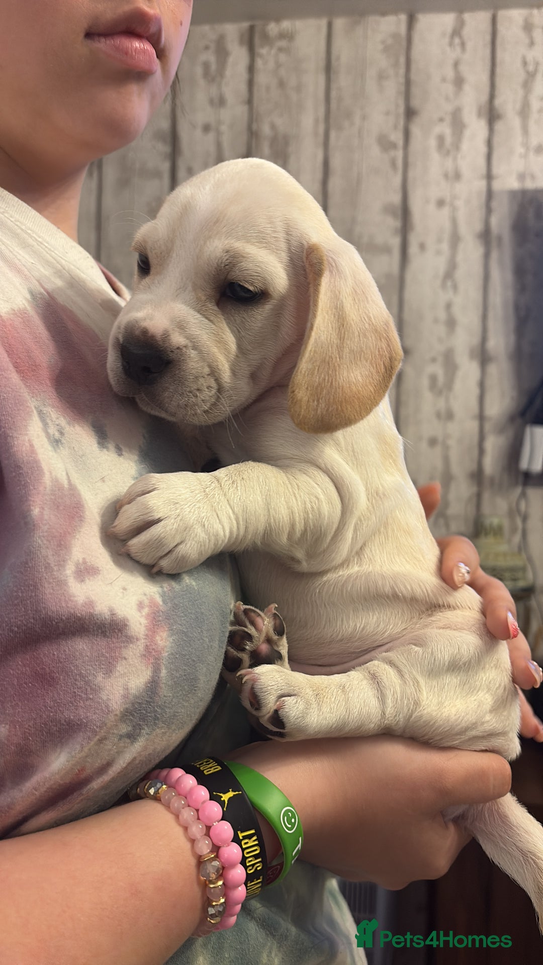 Mixed Breed dogs for sale: Miniature dachshund x French bulldog - Image 2