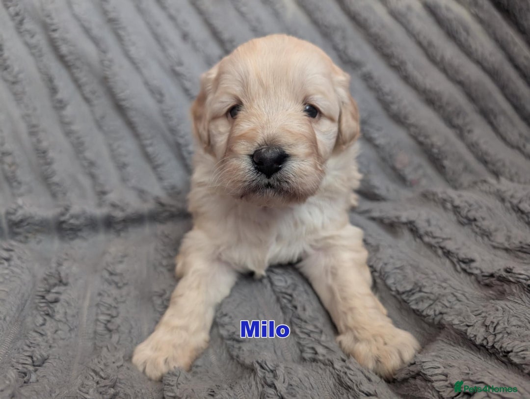 Mixed Breed dogs for sale: Miniature Mountain Australian Bernedoodles  - Advert 2