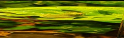 Frog reptiles for sale: 6 Red eyed tree frogs with paludarium set up  - Advert 8