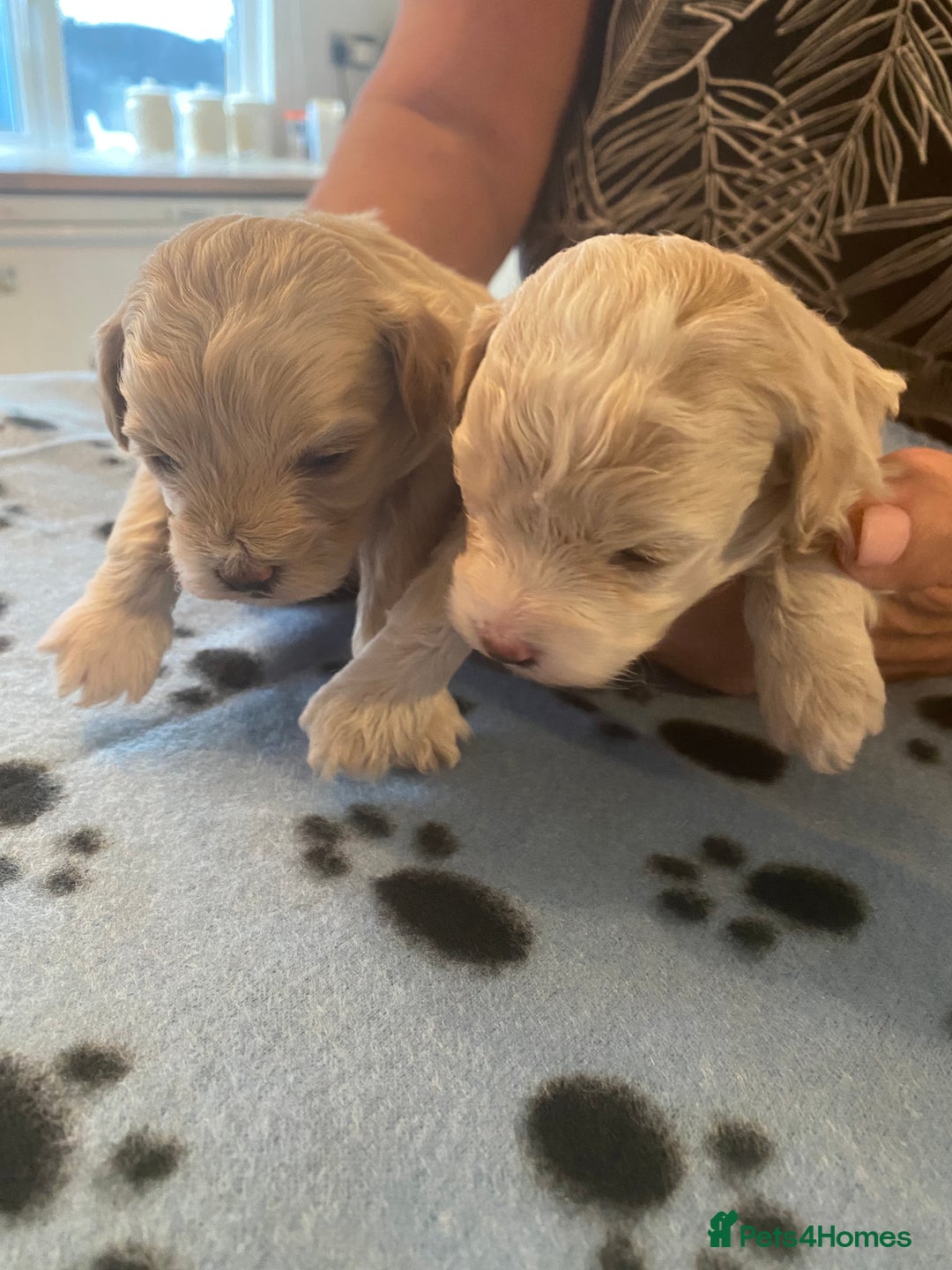 Maltipoo dogs for sale: BEAUTIFUL MALTIPOO F1 BOYS AND GIRLS AVAILABLE  - Image 12