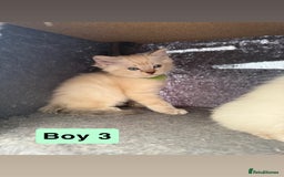 Ragdoll cats for sale: *stunning* litter of 7 ragdoll kittens  - Image 16