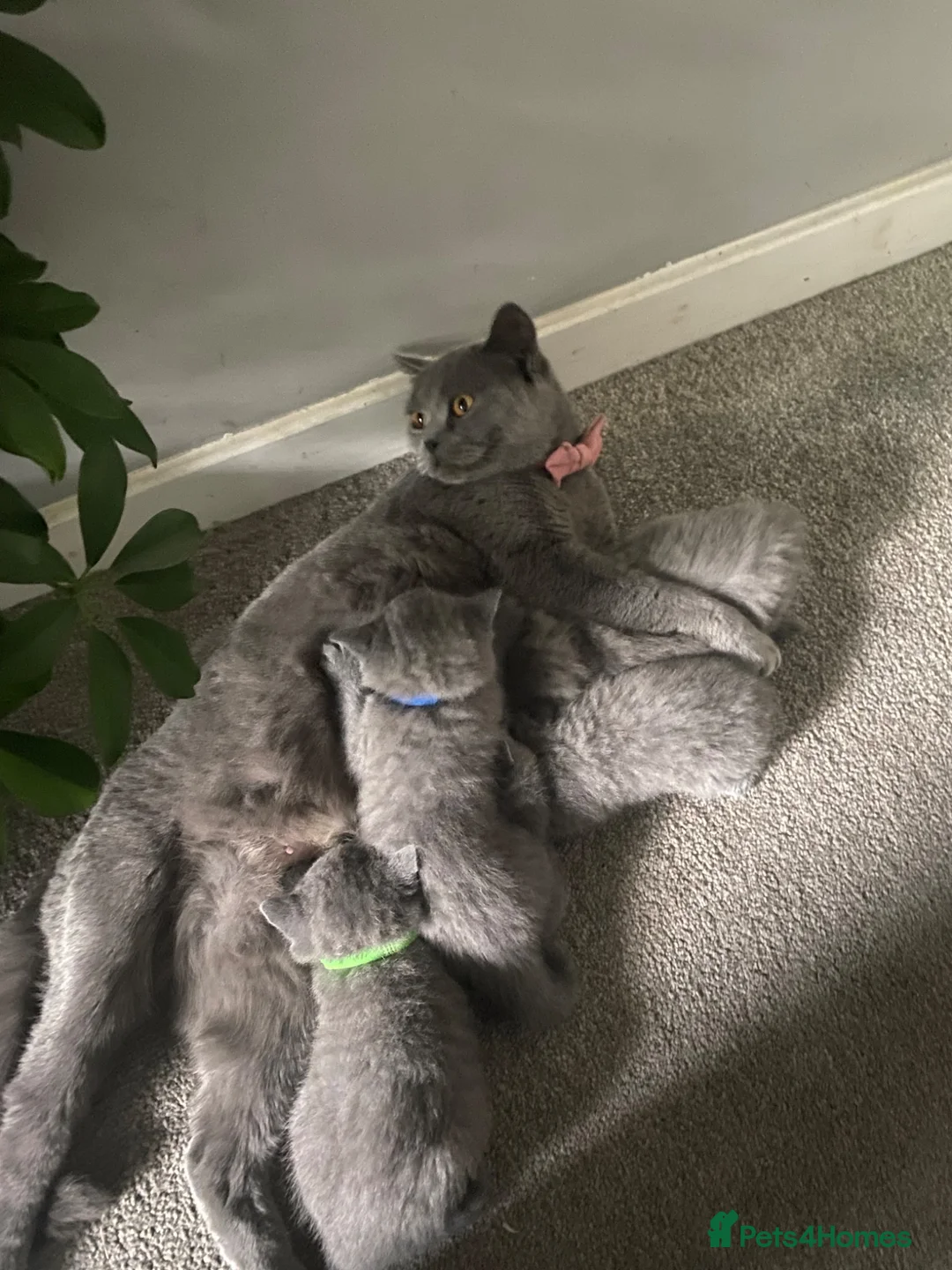 British Shorthair cats for sale: Active registered GCCF/TICA Female Kitten  - Advert 2