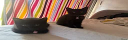 Mixed Breed cats for sale: Beautiful mixed British shorthair kittens - Advert 2