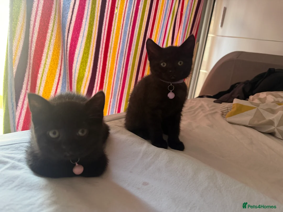 Mixed Breed cats for sale: Beautiful mixed British shorthair kittens - Advert 2