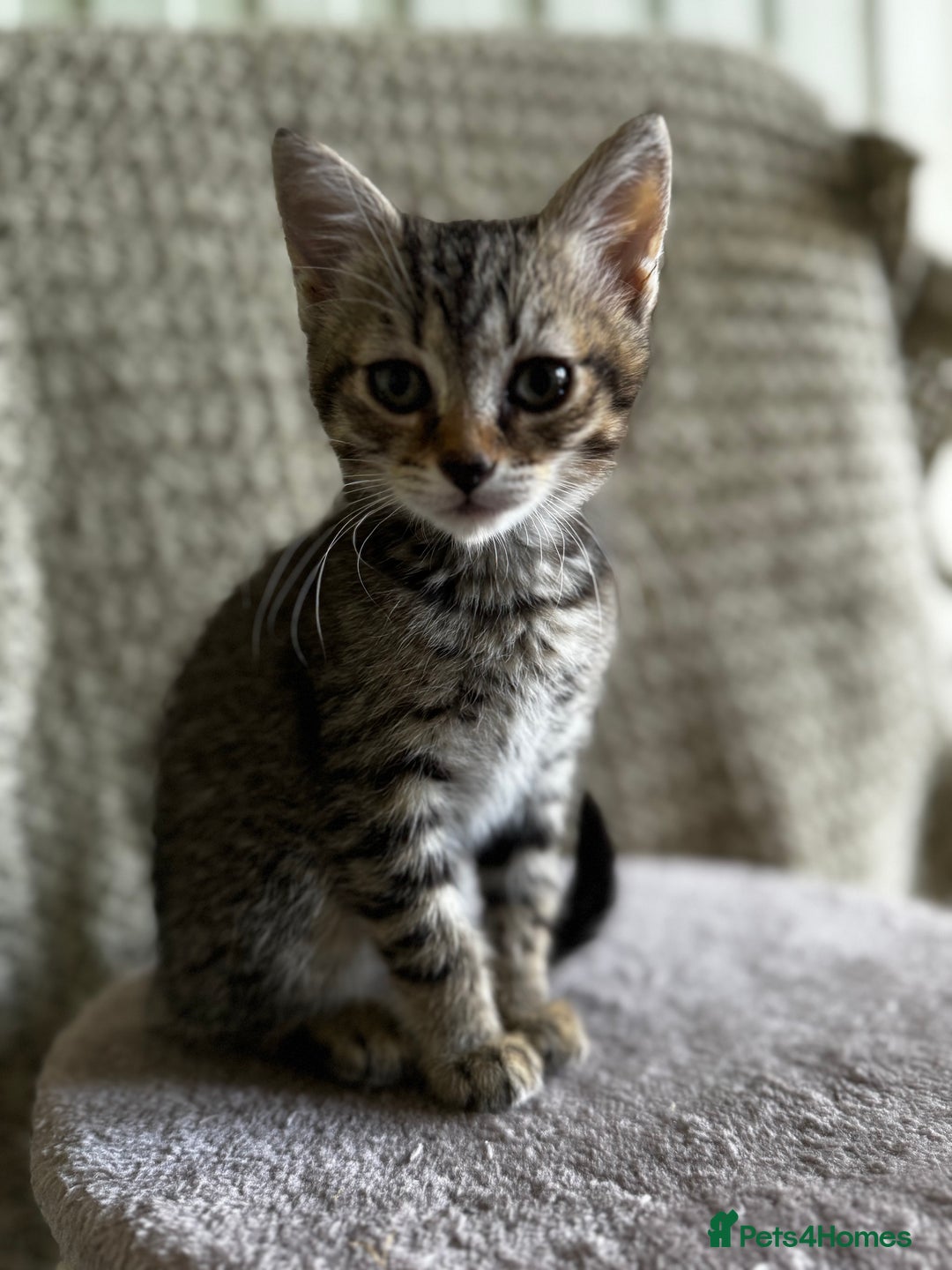 British Shorthair cats for sale: British Shorthair Kittens -Ready for Loving Homes  - Image 7