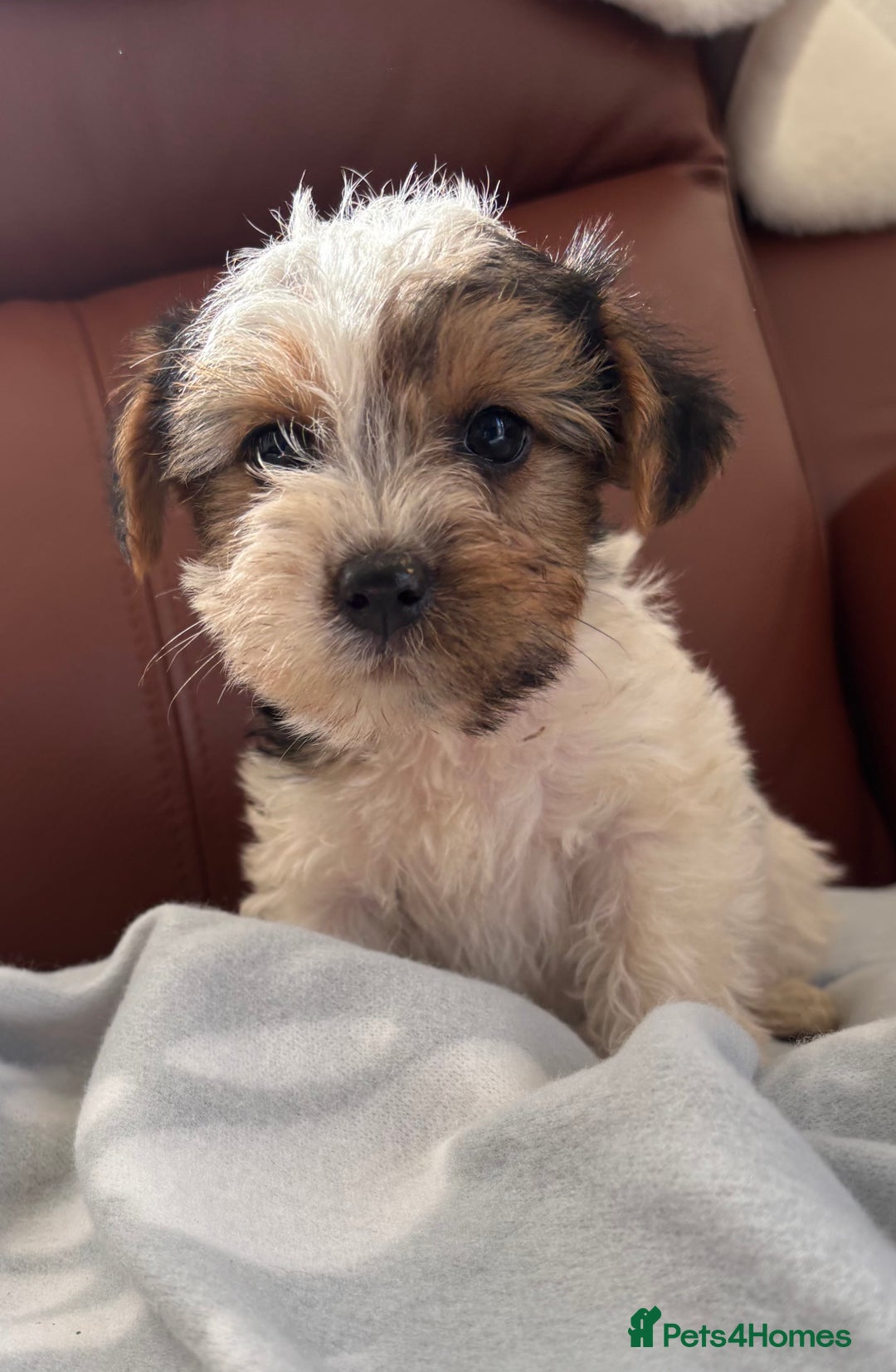 Mixed Breed dogs for sale: Yorkshire terrier/Jack Russell - Image 26