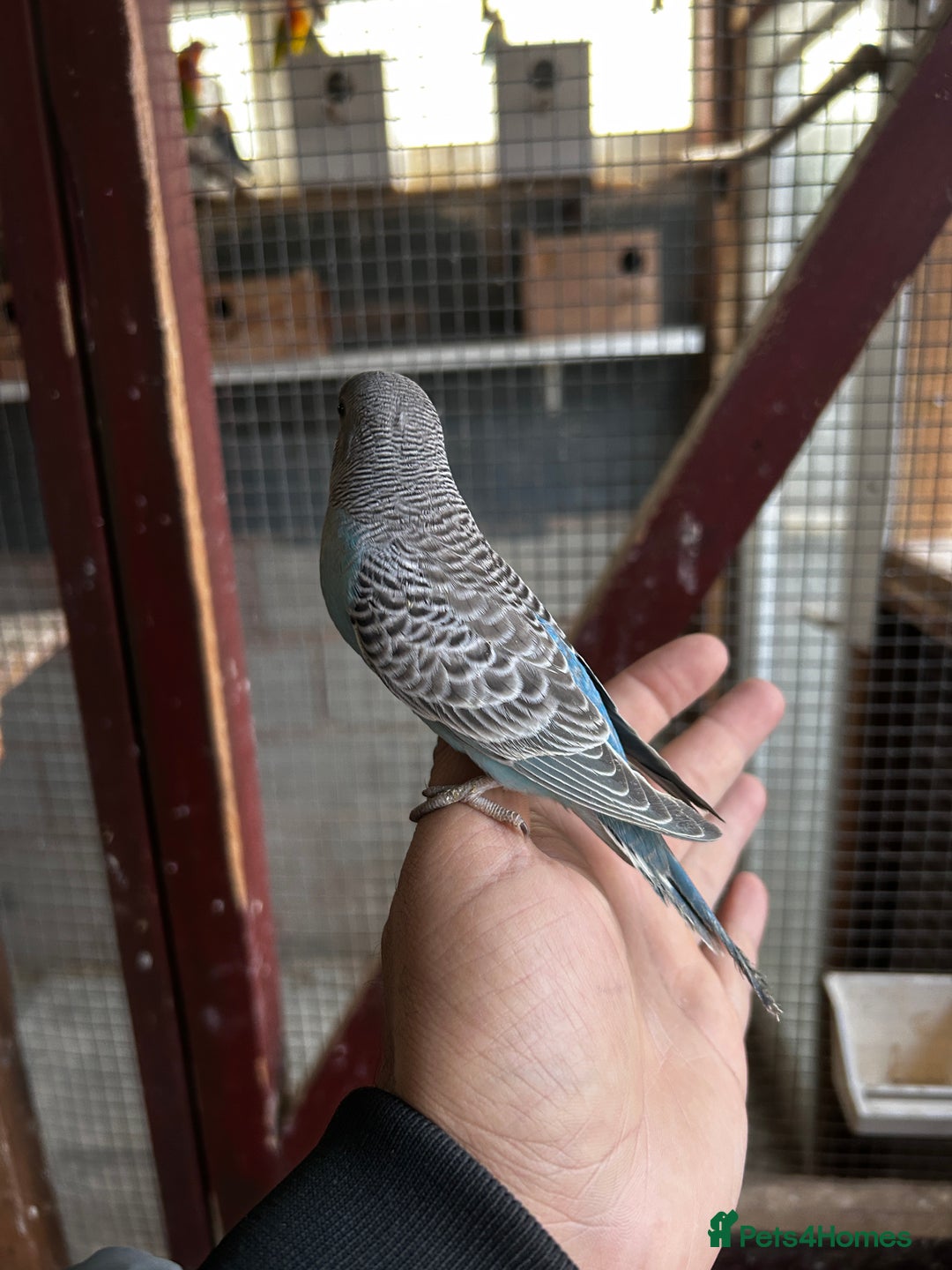 Gallery Image {{count}}