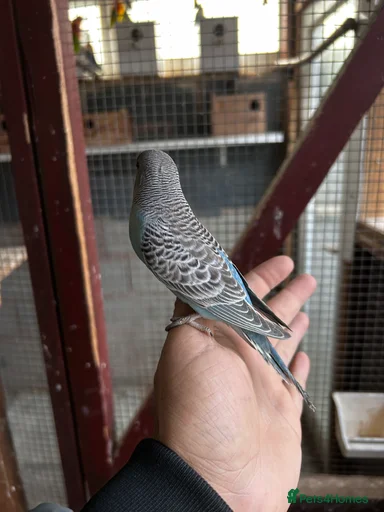 Gallery Image {{count}}