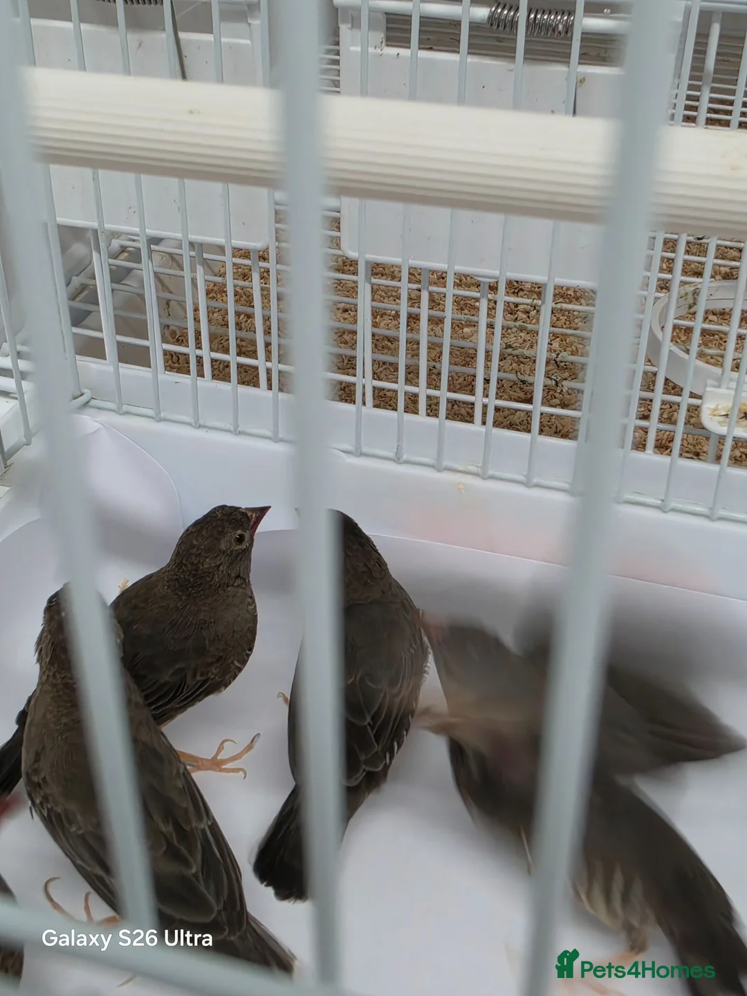 Finches birds for sale: African quailfinch for sale x5 - Advert 2