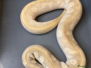 Python Snake reptiles Banana Pastel Purple Passion - Advert 1