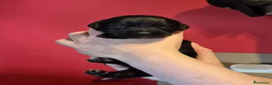 Springador 4