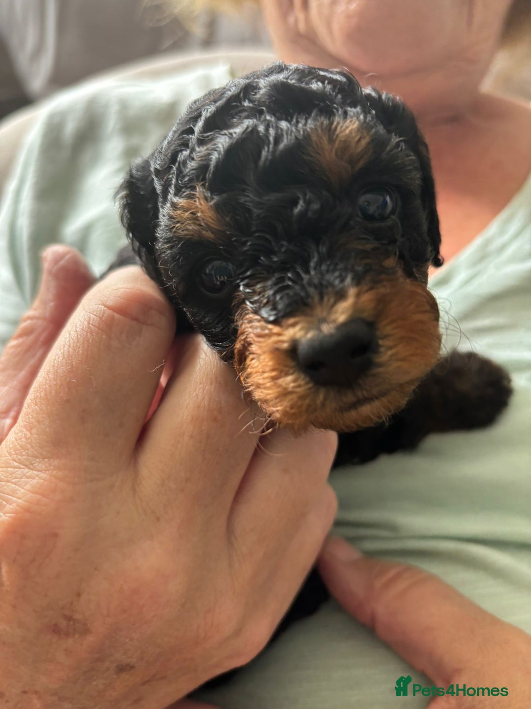 Jackapoo dogs for sale: Jackapoo x Asian toy poodle F1B - Image 13