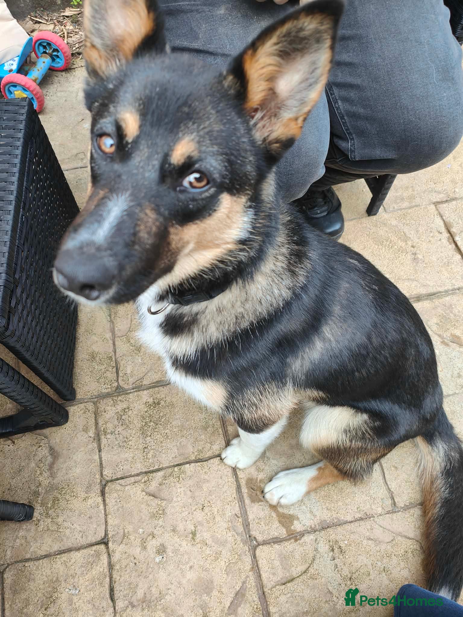 Mixed Breed dogs COOKIE the young missy - Advert 14