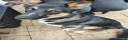 Mixed Breed dogs for sale: COOKIE the young missy in Blackpool - Advert 1
