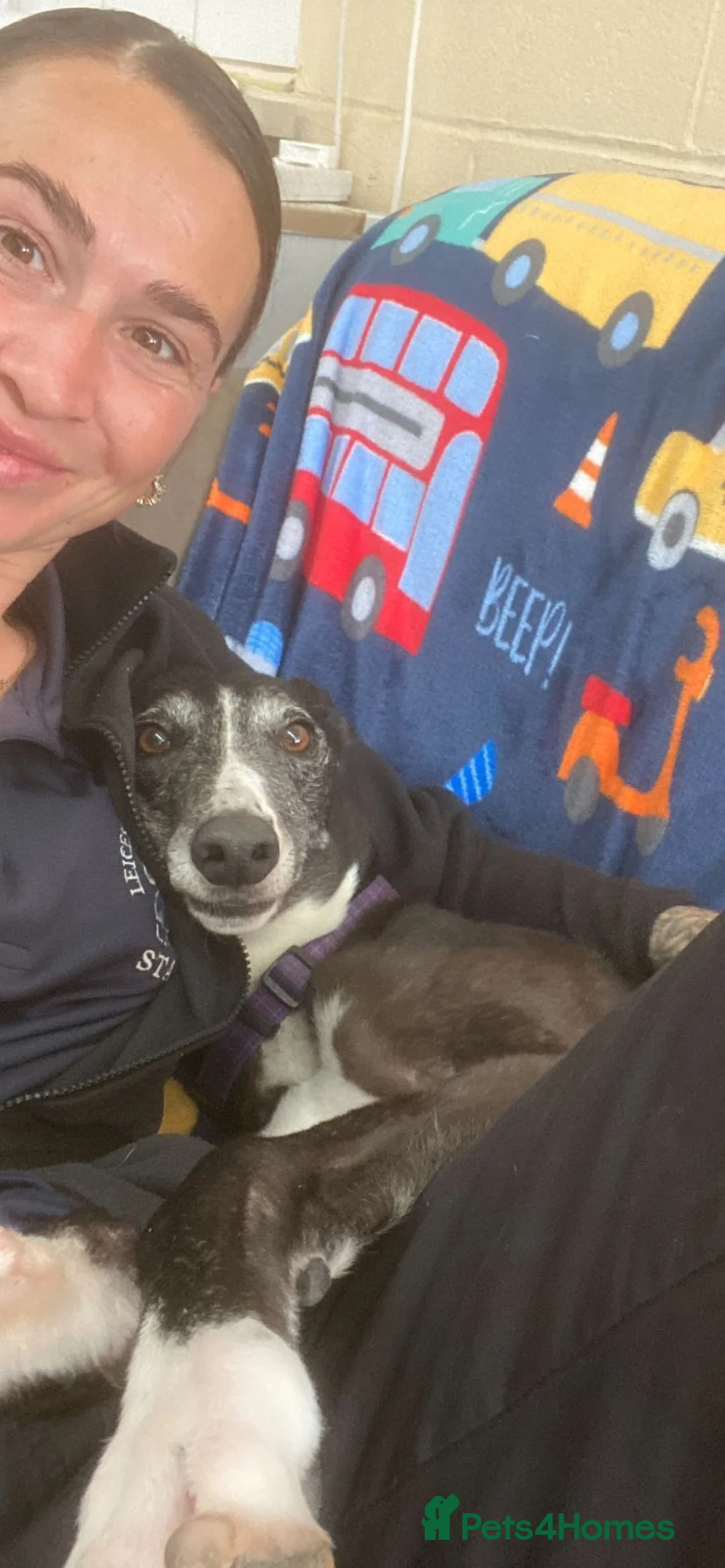 Greyhound dogs for adoption: Sylvie - Advert 2