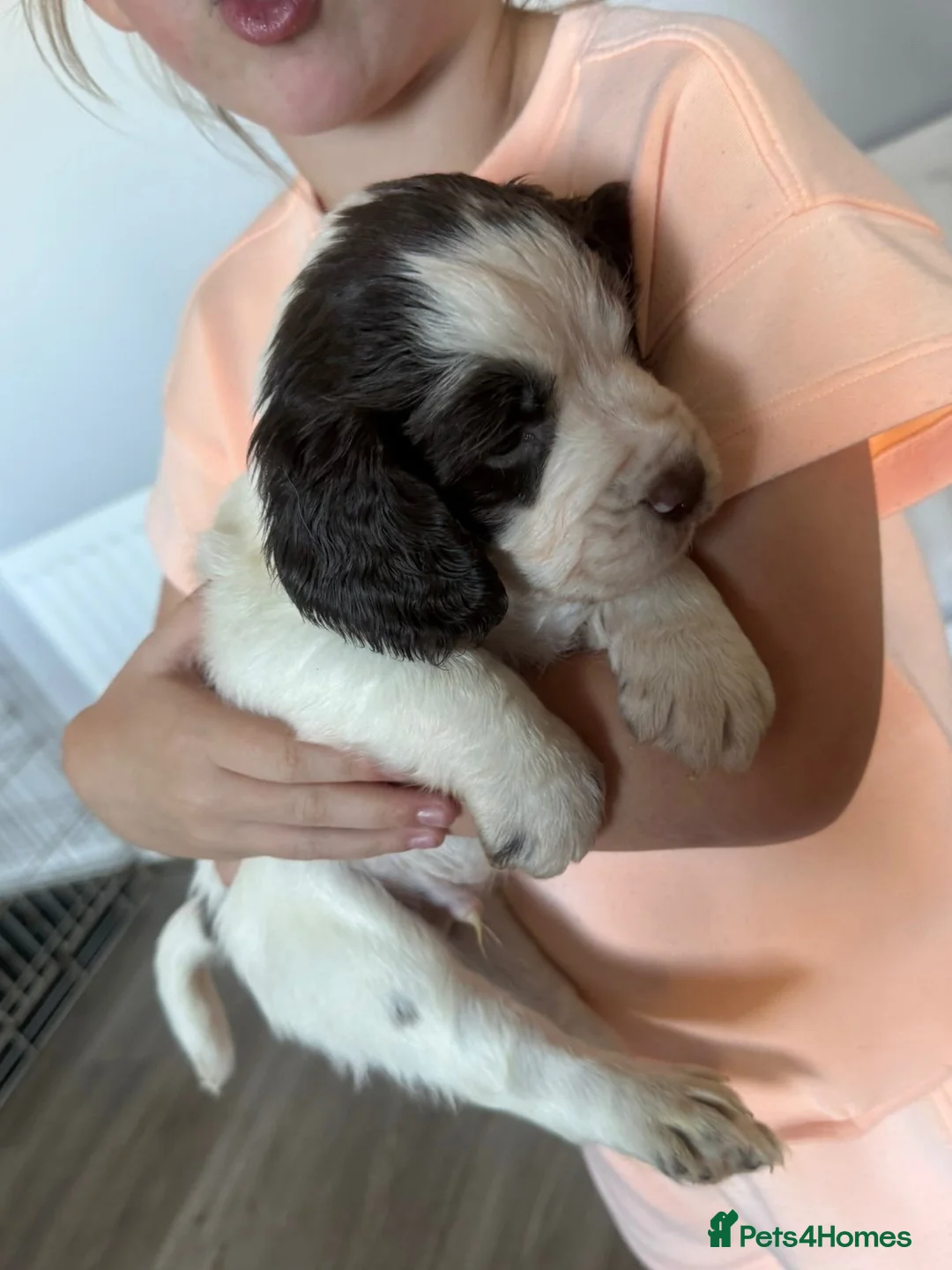 Cocker Spaniel dogs for sale: cocker spaniel boy in Morpeth - Advert 1