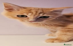 Ragdoll cats for sale: Loving half Ragdolls - Image 3