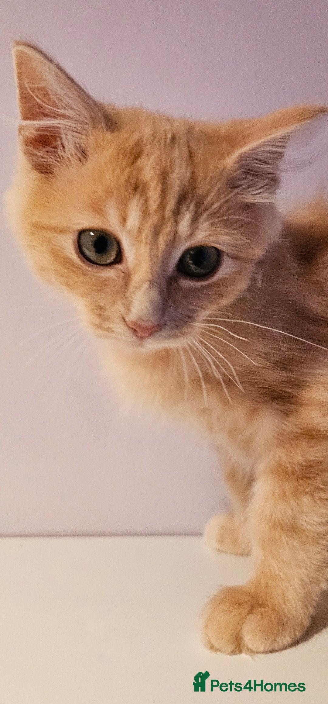 Ragdoll cats for sale: Loving half Ragdolls - Image 3