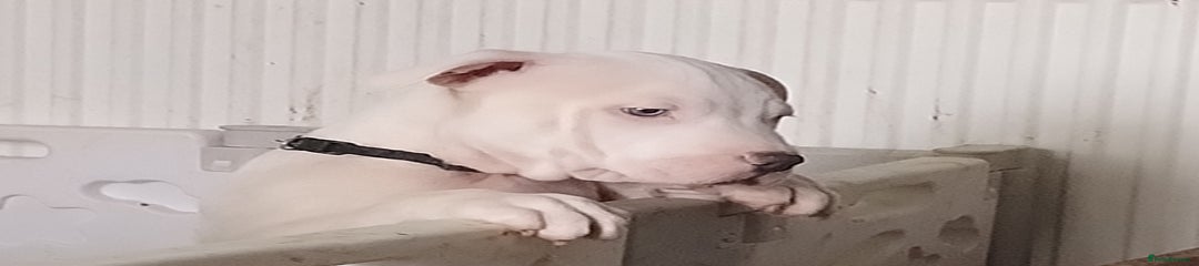 American Bulldog Puppy 1