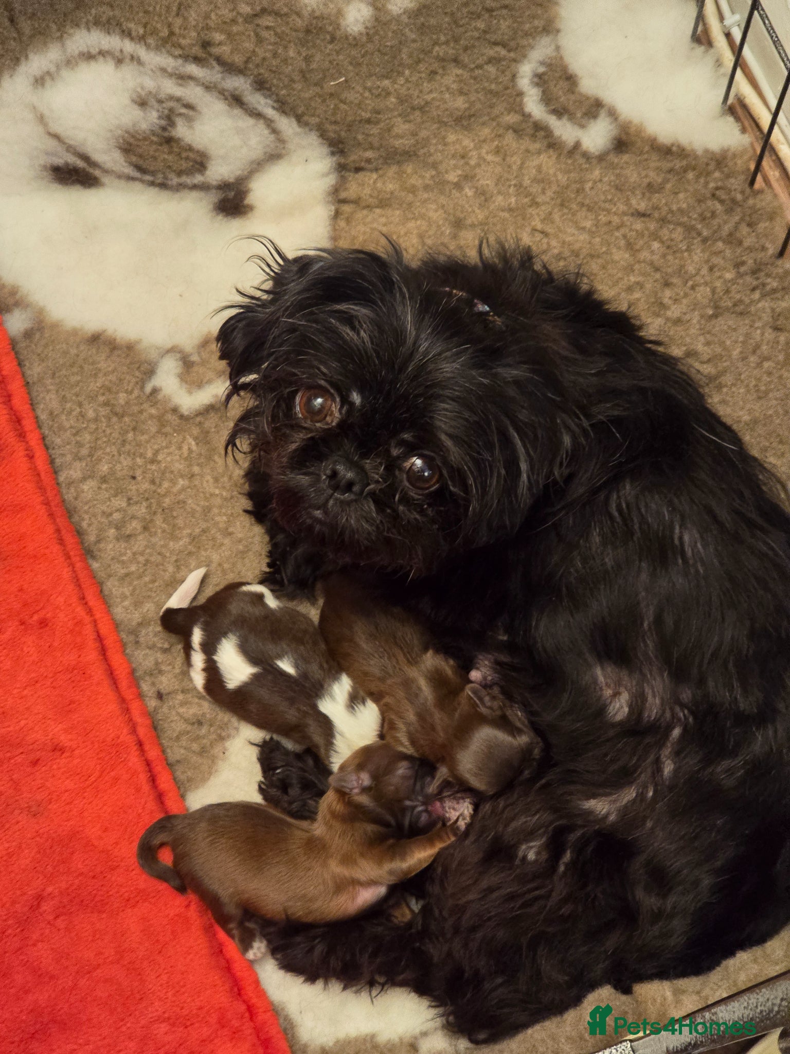 Shih Tzu dogs for sale: Boy shihtzu  - Advert 1