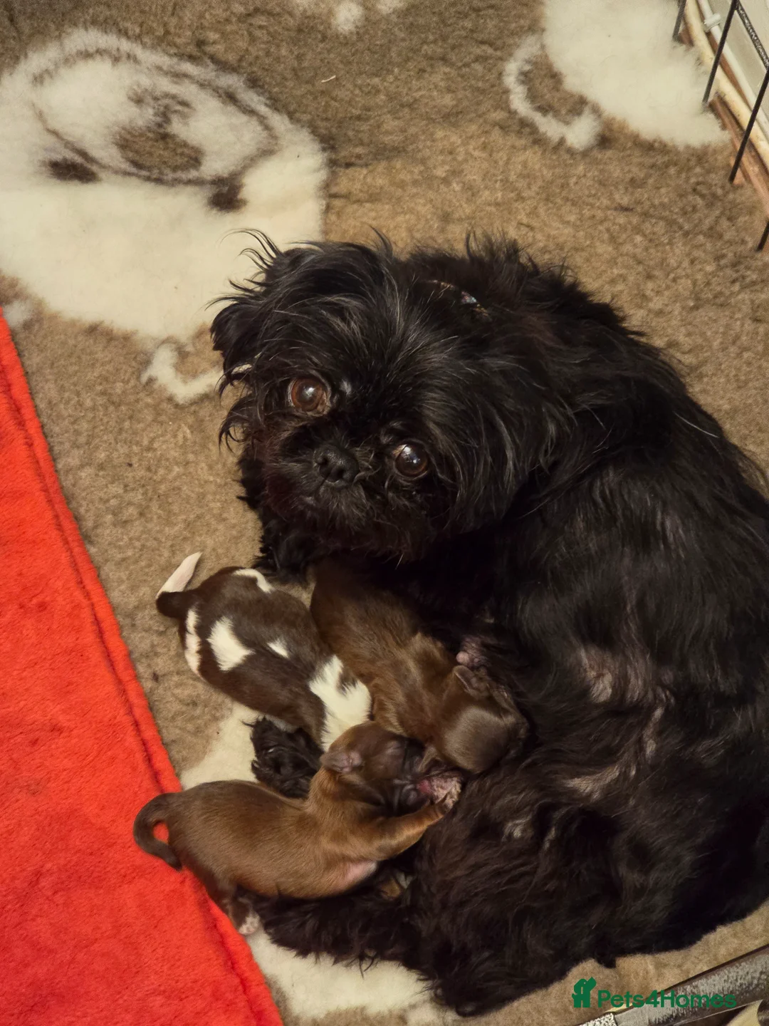 Shih Tzu dogs for sale: Boy shihtzu  in Wakefield - Advert 1