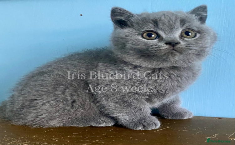 British Shorthair cats British Shorthair Blue male Kittens - Advert 3