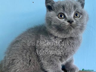 British Shorthair cats British Shorthair Blue male Kittens - Advert 3