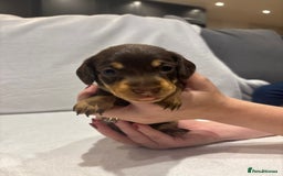 Dachshund dogs for sale: Dachshund puppies  - Image 16